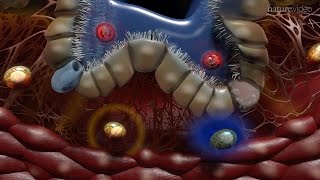 Immunology of the Lung [upl. by Nicholas]