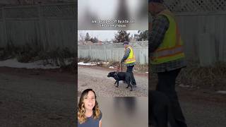 Dog leads blind senior back home after they’re left stranded by taxi 🐕 dog shorts [upl. by Brezin]