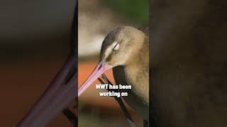 Saving blacktailed godwits birds wildlife nature conservation [upl. by Eilsew120]