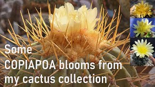 COPIAPOA cactus blooms amp cultivation tips from my collection cacti cactus copiapoa cactusbloom [upl. by Lu625]