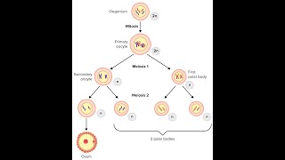 Process of Oogenesis in females Oogonium primary oocyte secondary oocyte and polar Bodies [upl. by Aisereht]