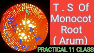 TS of Monocot root Arum 11 class practical wbchse [upl. by Aneehsirk]