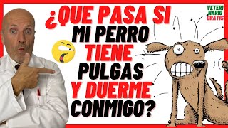 ⚠️ ¿QUE PASA SI MI PERRO TIENE PULGAS Y DUERME CONMIGO⚠️ ENFERMEDADES TRANSMITIDAS POR PULGAS [upl. by Nollahs]