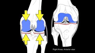 Knee joint structure and actions [upl. by Reivad]