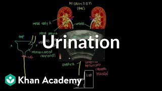 Urination  Renal system physiology  NCLEXRN  Khan Academy [upl. by Coffeng]