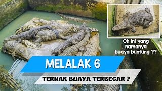 MELALAK 6  Penangkaran Buaya terbesar di dunia ada di Medan  Masa sih [upl. by Zaraf]