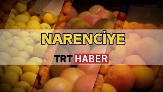 Narenciye  Belgesel  TRT HABER [upl. by Onitnatsnoc]