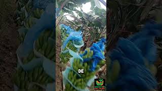 Traslado del plátano 🍌 Para exportación 🌎Un dato curioso 🦝 frutas agro platanos plantas [upl. by Akimik]