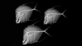 XRay Vision Fish Inside Out  A Smithsonian Exhibition at Frost Science [upl. by Dehlia272]