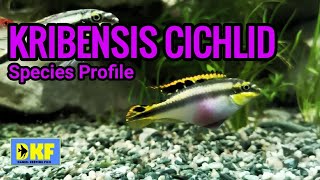 Kribensis Cichlid species profile [upl. by Sirrad]