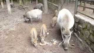 Wildschweine futtern Teil 2 im Tier  u FreizeitparkGermendorf [upl. by Uzziel50]