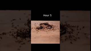 fire ants vs small snake timelapse [upl. by January]