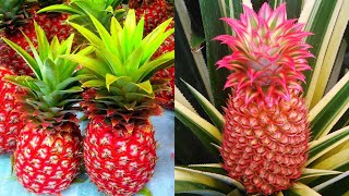 Red Pineapple Farming  How to grow Red Pineapple Plant at Home [upl. by Eelymmij709]