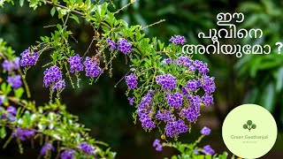 Sapphire Showers Duranta Flowers Care and propagation Malayalam [upl. by Nerraj]