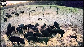 How North Carolina Farmers Trap And Hunt Wild Pig Populations Invading Farms [upl. by Ringo839]