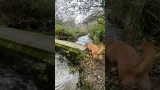 storm berts water flooding storm cornwall [upl. by Gerard]