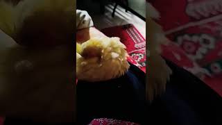 I miss u tuktuki 🥹birds cockatielsound love [upl. by Hochman952]