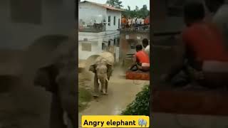 Angry elephant 🐘elephant elephantattack2024funnyanimal funnyହାତୀ danceytshorts dangerousarmy [upl. by Ahsela]