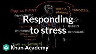 Responding to stress  Processing the Environment  MCAT  Khan Academy [upl. by Sunda]