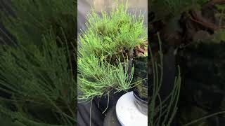 Casuarina From Cuttings sustainablebonsai [upl. by Anallese]