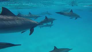 Marsa Alam Egypt Dolphin Freediving [upl. by Neleh]