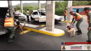 Comando Nacional Antidrogas GNB Semovientes caninos en accion [upl. by Yennej501]