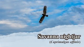 Cabak Kota Savanna nightjar  Caprimulgus affinis Sound while flying [upl. by Ymer443]