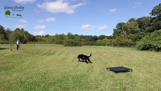 Steadiness Drills  Teach Your Dog Better Control [upl. by Threlkeld962]