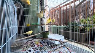 Tuesday vibes birds canary canarybird canaries canaribird like subscribe comment greece pt [upl. by Arramas343]