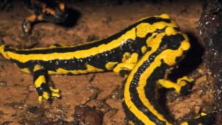 Salamandra salamandra terrestris [upl. by Derfla654]