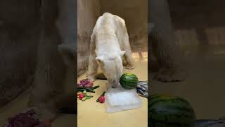 Meet this funloving polar bear polarbear shorts funny animals [upl. by Nelav]