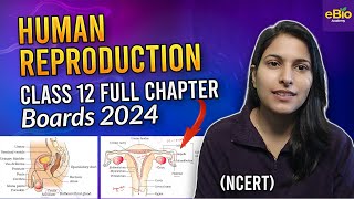 Human reproduction class 12 one shot  NCERT Chapter 3  Biology [upl. by Anirbys]