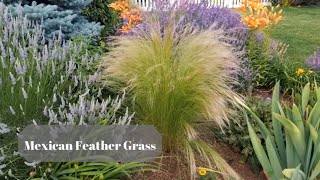 Growing Mexican Feather Grass [upl. by Daveen]