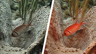 WITH and WITHOUT Sea Dragon 2000 Light Comparison  Squirrelfish in Carriacou  SeaLife [upl. by Stickney384]