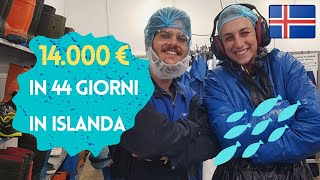 come fare 14000€ in 44 giorni in Islanda  Lavorare in Islanda durante una pandemia [upl. by Igig]