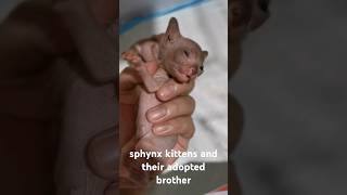 sphynx kittens and their adopted brotherkitten cat funnyanimals catlover sphynx catshortscute [upl. by Annaitat]