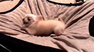 Watch what happens when you tell a teeny tiny chihuahua puppy its time to go to bed [upl. by Dolhenty]