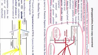 Pterygopalatine fossa amp Approaches  MS Otorhinolaryngology [upl. by Drolyag]