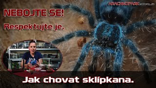 Jak chovat sklípkana  Nebojte se ale respektujte je  Arachnopark World [upl. by Calondra]