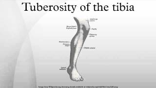 Tuberosity of the tibia [upl. by Kcirddet119]