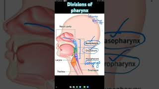 Parts of Pharynx  Nasopharynx  Oropharynx  Laryngopharynx  Hypopharynx biology neetbiology [upl. by Stannfield865]