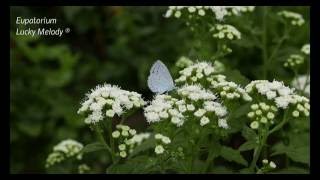 Eupatorium Rugosum Lucky Melody® 4K [upl. by Halian505]