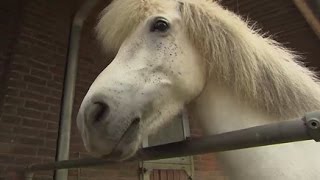 Zu Besuch bei den Islandpferden auf Hof „Vindhólar“ in Stapelfeld [upl. by Oicinoid]