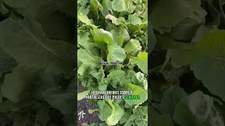 hortalizas que puedes SEMBRAR todo el AÑO🥬🗓️ PARTE 1 cultivation shortsfeed agriculture agro [upl. by Anehsak]