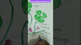 Pteridophyte  Marsilea  Aquatic plant  Botanydigrams [upl. by Roseanne]