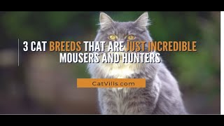 3 CAT BREEDS THAT ARE JUST INCREDIBLE MOUSERS AND HUNTERS [upl. by Aicenad949]