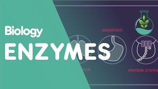 Enzymes  Cells  Biology  FuseSchool [upl. by Aemat]