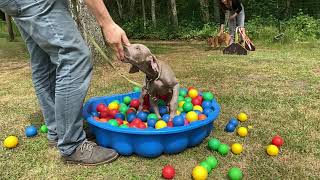 Die Weimaraner Welpen  Woche 14 Merkel in der Welpengruppe [upl. by Johns]