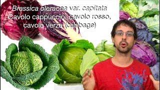 quotQuello che sorpassa ogni altro vegetalequot [upl. by Imorej195]