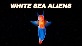 The Underwater WORLD Of The White Sea  Deep Sea Organisms [upl. by Nirra862]